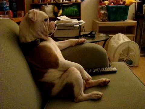 What is watching these TV Dog ?
